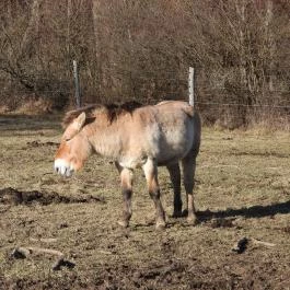 Bölényrezervátum, Szalafő - Egyéb