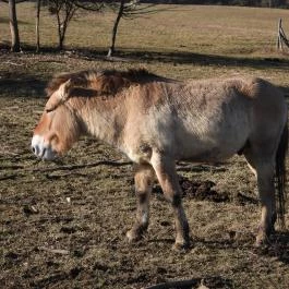 Bölényrezervátum, Szalafő - Egyéb