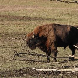 Bölényrezervátum, Szalafő - Egyéb