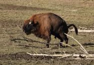 Bölényrezervátum Szalafő