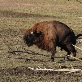 Bölényrezervátum, Szalafő - Egyéb