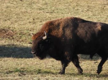 Bölényrezervátum Szalafő