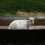 Bőszénfai Szarvasfarm Bőszénfa - 