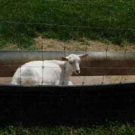 Bőszénfai Szarvasfarm, Bőszénfa - 