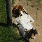 Bőszénfai Szarvasfarm Bőszénfa - 