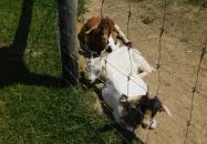 Bőszénfai Szarvasfarm Bőszénfa