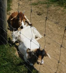 Bőszénfai Szarvasfarm