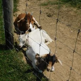 Bőszénfai Szarvasfarm, Bőszénfa - 