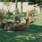 Bőszénfai Szarvasfarm Bőszénfa - 