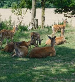 Bőszénfai Szarvasfarm