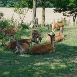 Bőszénfai Szarvasfarm, Bőszénfa - 