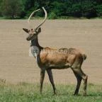 Bőszénfai Szarvasfarm Bőszénfa - 