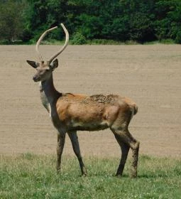 Bőszénfai Szarvasfarm