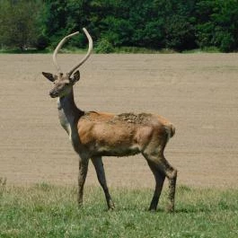 Bőszénfai Szarvasfarm, Bőszénfa - 