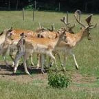 Bőszénfai Szarvasfarm Bőszénfa - 