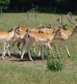 Bőszénfai Szarvasfarm