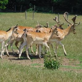 Bőszénfai Szarvasfarm, Bőszénfa - 