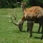 Bőszénfai Szarvasfarm Bőszénfa - 