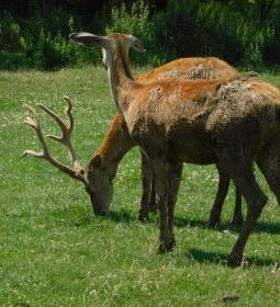 Bőszénfai Szarvasfarm