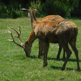 Bőszénfai Szarvasfarm, Bőszénfa - 
