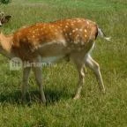 Bőszénfai Szarvasfarm Bőszénfa - 