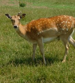 Bőszénfai Szarvasfarm
