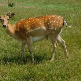 Bőszénfai Szarvasfarm, Bőszénfa - 