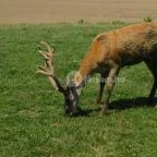 Bőszénfai Szarvasfarm Bőszénfa - 