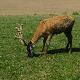 Bőszénfai Szarvasfarm, Bőszénfa - 