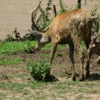 Bőszénfai Szarvasfarm Bőszénfa - 