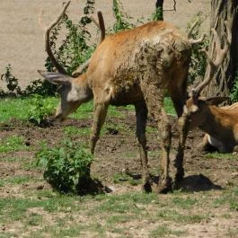 Bőszénfai Szarvasfarm, Bőszénfa - 