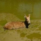 Bőszénfai Szarvasfarm Bőszénfa - 