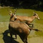 Bőszénfai Szarvasfarm Bőszénfa - 