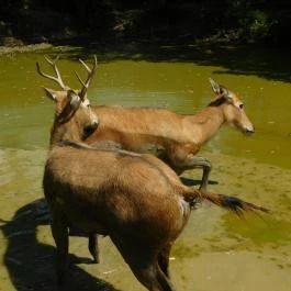 Bőszénfai Szarvasfarm, Bőszénfa - 