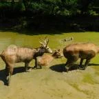 Bőszénfai Szarvasfarm Bőszénfa - 