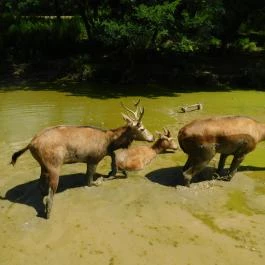 Bőszénfai Szarvasfarm, Bőszénfa - 