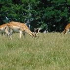 Bőszénfai Szarvasfarm Bőszénfa - 