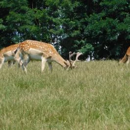 Bőszénfai Szarvasfarm, Bőszénfa - 