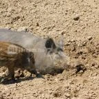 Bőszénfai Szarvasfarm Bőszénfa - 