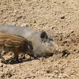Bőszénfai Szarvasfarm, Bőszénfa - 