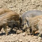 Bőszénfai Szarvasfarm Bőszénfa - 