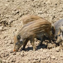 Bőszénfai Szarvasfarm, Bőszénfa - 