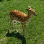 Bőszénfai Szarvasfarm Bőszénfa - 