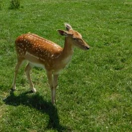 Bőszénfai Szarvasfarm, Bőszénfa - 