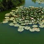 Bőszénfai Szarvasfarm Bőszénfa - 