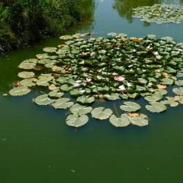 Bőszénfai Szarvasfarm, Bőszénfa - 