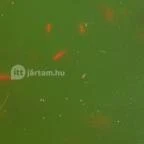 Bőszénfai Szarvasfarm Bőszénfa - 