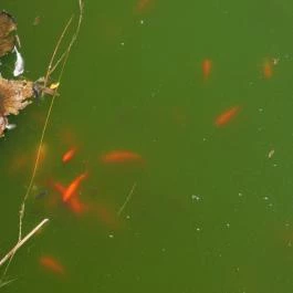 Bőszénfai Szarvasfarm, Bőszénfa - 