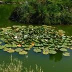 Bőszénfai Szarvasfarm Bőszénfa - 