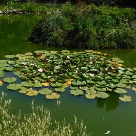 Bőszénfai Szarvasfarm, Bőszénfa - 